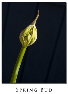 Spring Bud - Agapanthus