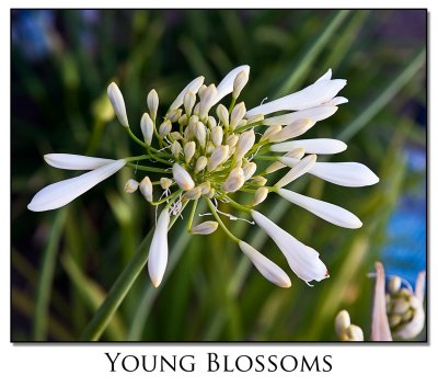 Young Blossoms