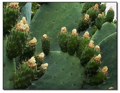 Spring Blooms--Prickly Pear Cactus