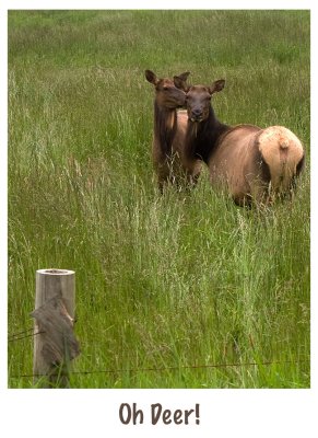 Oh Deer (Elk)