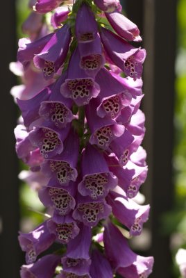 100615-26-Montreal-Jardin Botanique.jpg