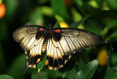 080302-02-Papillons-Jardin Botanique.jpg