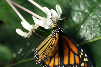080302-04-Papillons-Jardin Botanique.jpg