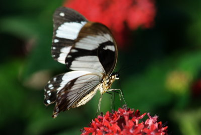 080302-06-Papillons-Jardin Botanique.jpg