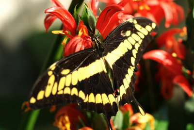 080302-13-Papillons-Jardin Botanique.jpg