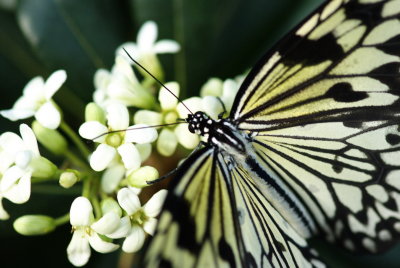080302-16-Papillons-Jardin Botanique.jpg