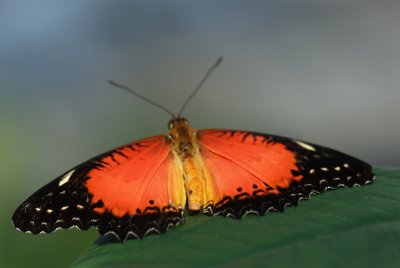 080302-17-Papillons-Jardin Botanique.jpg