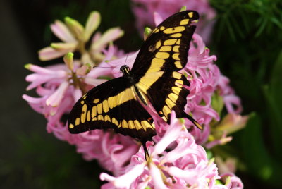 080302-21-Papillons-Jardin Botanique.jpg