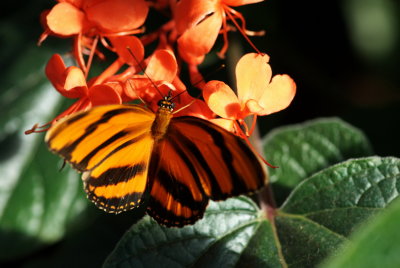 080302-25-Papillons-Jardin Botanique.jpg