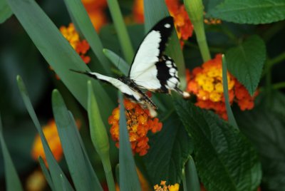 080302-28-Papillons-Jardin Botanique.jpg