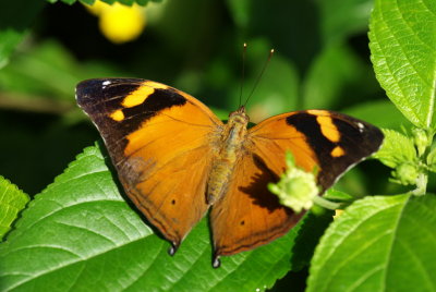 080302-29-Papillons-Jardin Botanique.jpg