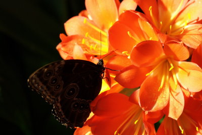 080302-30-Papillons-Jardin Botanique.jpg