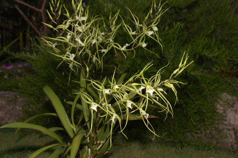 Brassia Verrucosa