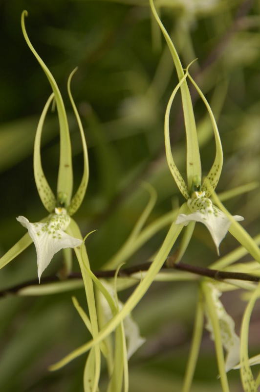Brassia Verrucosa