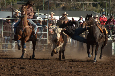 Branxton Rodeo - Steer wrestling #2