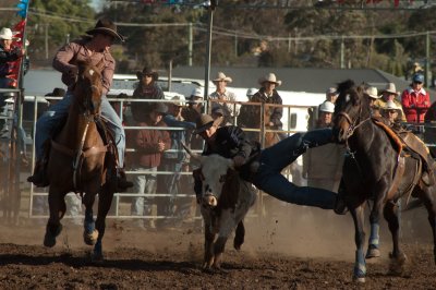 Branxton Rodeo - Steer wrestling #3