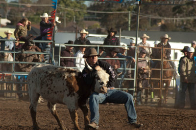 Branxton Rodeo - steer wrestling #4