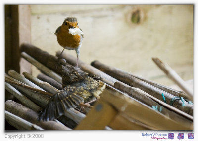Robins 2 13-5-08.jpg