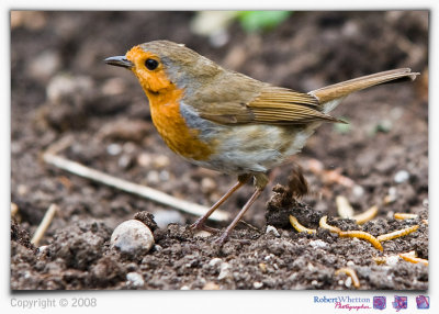 Robins - Dad 15-5-08.jpg
