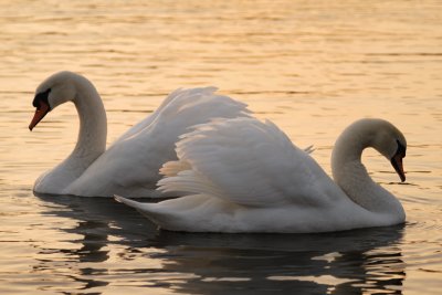 The Two Swans
