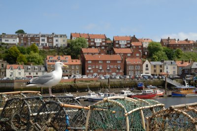 Herring Gull and Lobster Pots