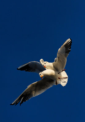 Gulls