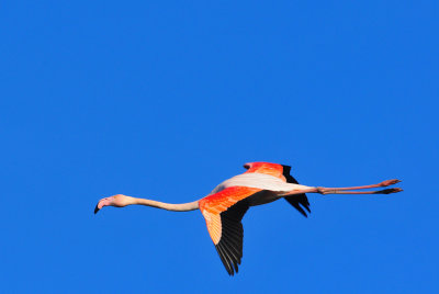 vol de flamant rose