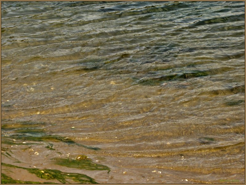 Sea Weed Water Low Tide.jpg