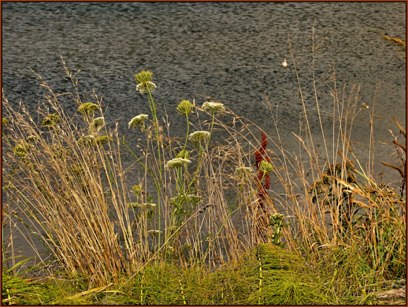 Weeds Over Water.jpg