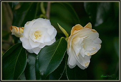 Camellias in Bloom