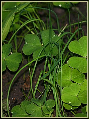 Chives  Shamrocks