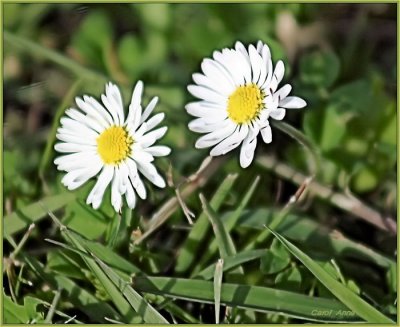 Daisies in Green