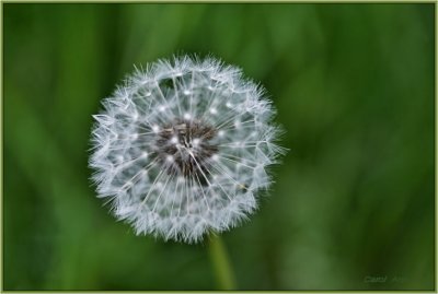 Dandelion Going To Seed