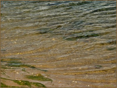 Sea Weed Water Low Tide.jpg