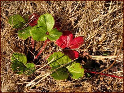 Weeds in Dry Grass.jpg