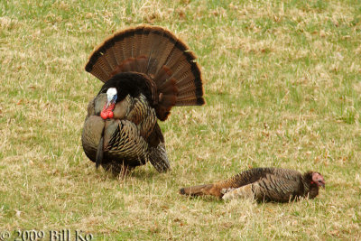 wild turkey 004.jpg