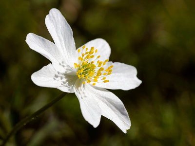 Wood-Anemone.jpg