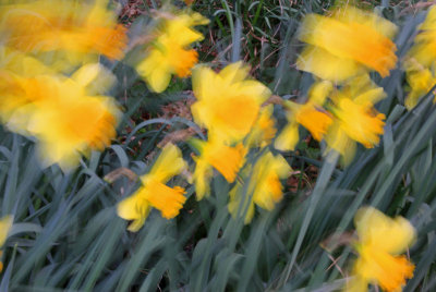 Daffodils-in-the-Breeze.jpg