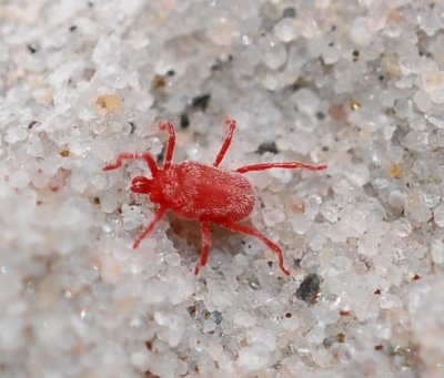 Mite up close.  Nikon D300 and 60mm Nikkor AF-S G Macro lens