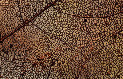 metalized maple leaf.jpg