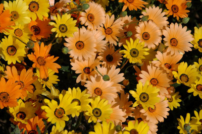 Carlsbad flowers (6)