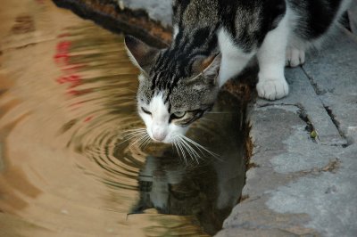 Thirsty cat, La Paluz-sur-Verdon