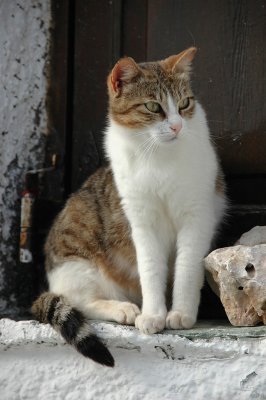 Cats of Folegandros - 1