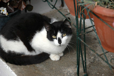 Cats of Folegandros - 2