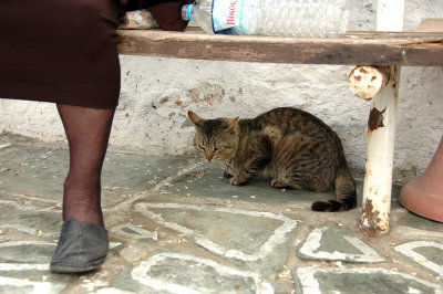 Cats of Folegandros - 4