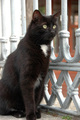 Istanbul Cat