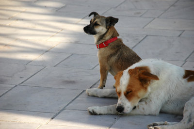 Dogs of Oia
