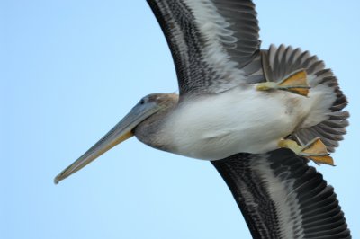 0002f: Pelicans