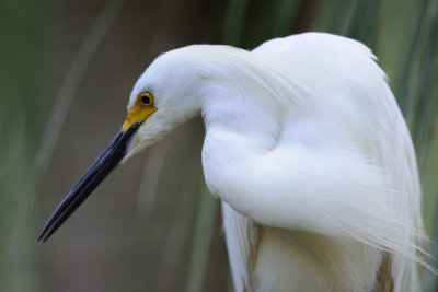 0002bb: Snowy Egret