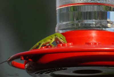 08Fall_1118_Anole.jpg